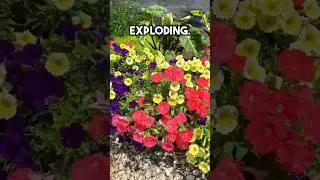 3 Tips of Growing Lush Petunias in the Summer #gardening #provenwinners #supertunias #petunias
