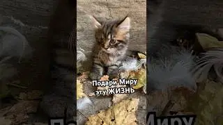 Редкие породы кошек Хитрук Елена Украина #кошка#котёнок#первомайск#украина#хитрукелена