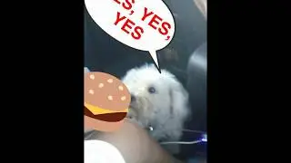 Snapchat Funny Pictures