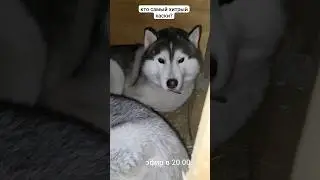 кто самый хитрый 