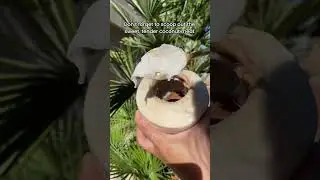 Thai Young Coconuts 🥥🌴☀️