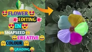 flower editing in snapseedeative color gradingclorful flower