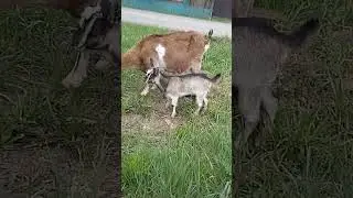 первый выход в люди. 22