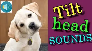 Sounds That Tilt Dogs Heads ~ Sounds Dogs Love Most