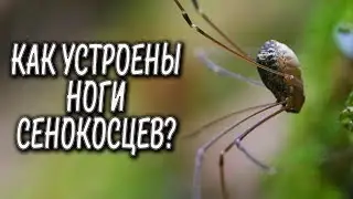 Как устроены ноги сенокосцев