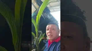 Kelapa Muda