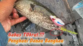 S4D1S‼️ LEDAKAN SUPER GOKIL DARI PENGHUNI DANAU BANGKAU | CASTING IKAN GABUS