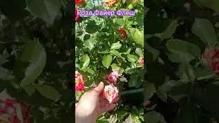 Роза Файер флеш
