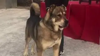 ЭЛИТНЫЕ ВОЛКОДАВЫ/VOLKADAV