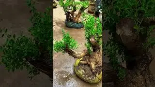 Plant time lapse fruit and tree | 
