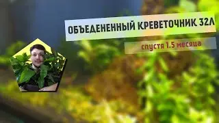 Объедененный креветочник 32 л. | Спустя 1.5месяца