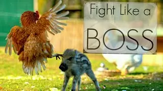 chicken Attacks Children and Animals 