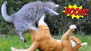 Cat Fight / Animal Battle