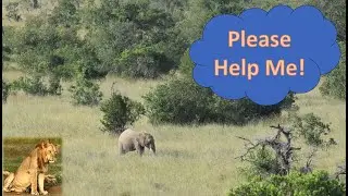 Saving a Baby Elephant!
