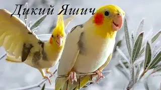 ОХОТА НА ПОПУГАЯ🦜ДОБИТЬСЯ КОНТАКТА✋️Дикий Яша🤨