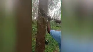 RUBBER TAPPER LIFE