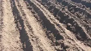 Борозди для картоплі підгортачем ОН 2