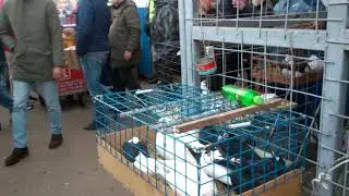 Ярмарка голубей. Москва 31.10.2020