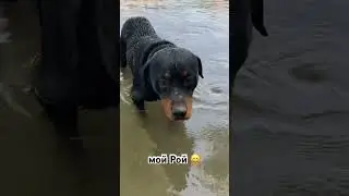 кто знает породу ?! 🤔