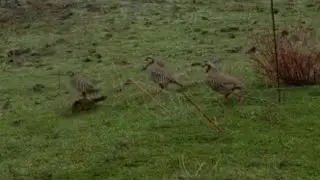 Охота на кеклика