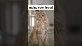 Cutest cat breeds in the world part 1 #short