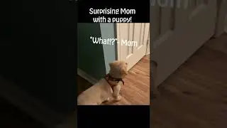 Christmas Puppy Surprise!! 