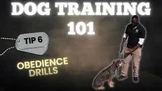 Dog Training 101 - Obedience Drills