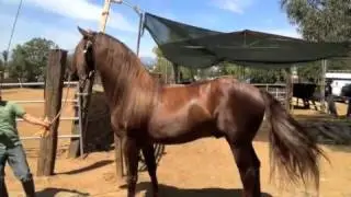 FOTOS DE CABALLOS MAYEYO