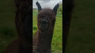 A Cute Hairy And Friendly Beast And Is It An Alpaca? East Kilbride / South Lanarkshire / Scotland