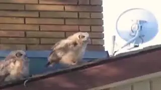 Pölö-pöllö