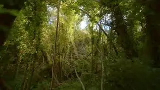 Jungle 4k
