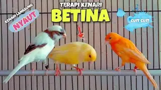 PANCINGAN Kenari BETINA Cuit Cuit || Masteran Kenari Paud Agar Cepat Bunyi #2