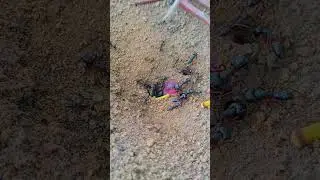 ❤️♥️💞#shorts #trending #viralvideo #viralshorts #nature #islam #beautiful #arabic