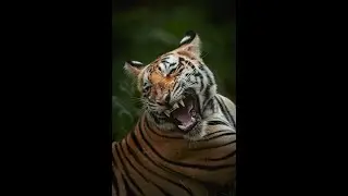 Maya  #maya #tadoba #tiger #tigress #chandrapur #tatr #wildlife #photography #Filmmaking #celebrity