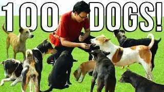 FEEDING 100 DOGS IN A DAY! 🐶 Indian Stray Dogs 2018