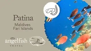 Snorkelling at Patina Maldives - Fish Soup!