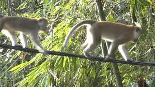 Джунгли Суматры. ОБЕЗЬЯНЫ ХУЛИГАНЫ / The Jungle Of Sumatra. Monkeys bullies