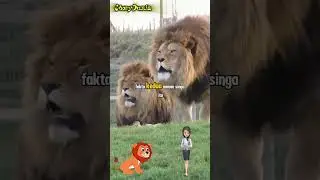 3 fakta menarik seekor singa 