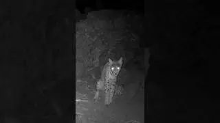 VAŞAK BÖLGESİNİ İŞARETLİYOR! #vaşak #lynx #youtubeshorts #keşfet #wildcat #wildlife #trailcam
