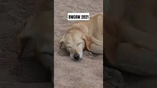 Passed Out From Too Much Beauty
