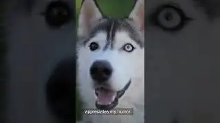 Watch my dog Laugh at my Jokes