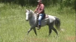 Gaited Morgan Stallion Rare Gray Beacon Silver Miracle