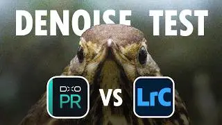 Best AI Denoise For Wildlife Photographers? DxO PureRAW 6 VS Lightroom