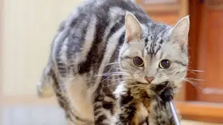猫がとうとう1人で遊び始めました。Ameo was playing with himself.