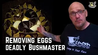 The Black-Headed Bushmaster: Nature's Ultimate Assassin