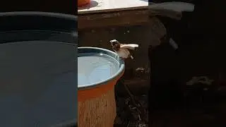 Society Finch looses watering hole to a Zebra Finch.