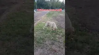 #собака#самовыгул#кубань #рекомендации #shorfs #гулькевичи 🙏🙏🙏