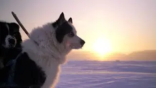 Трейлер к фильму "Якутские лайки".
