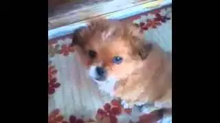 pepito
