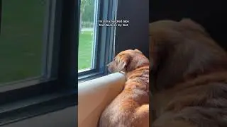 When your dog park crush leaves with another breed.